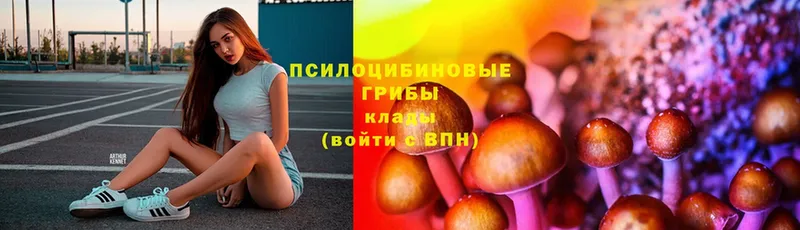 Галлюциногенные грибы Psilocybe  Куртамыш 